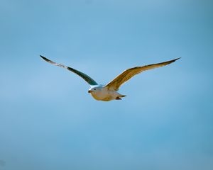 Preview wallpaper seagull, bird, flight, sky