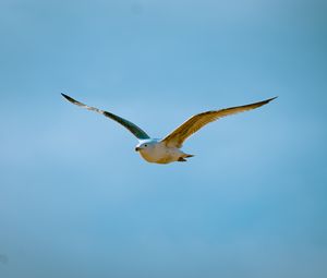 Preview wallpaper seagull, bird, flight, sky