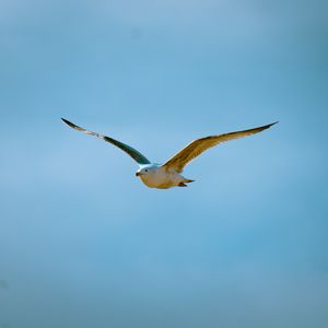 Preview wallpaper seagull, bird, flight, sky