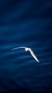 Preview wallpaper seagull, bird, flight, water
