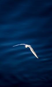 Preview wallpaper seagull, bird, flight, water