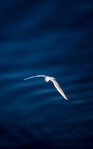 Preview wallpaper seagull, bird, flight, water