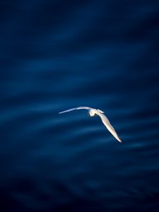 Preview wallpaper seagull, bird, flight, water