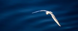 Preview wallpaper seagull, bird, flight, water