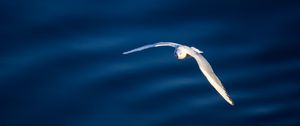 Preview wallpaper seagull, bird, flight, water