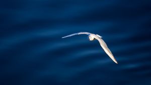 Preview wallpaper seagull, bird, flight, water