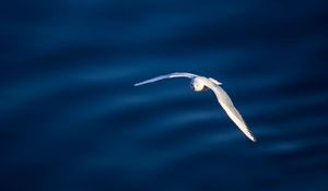 Preview wallpaper seagull, bird, flight, water