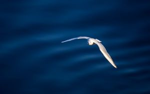 Preview wallpaper seagull, bird, flight, water
