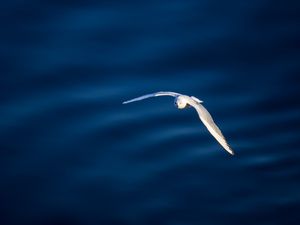 Preview wallpaper seagull, bird, flight, water