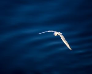 Preview wallpaper seagull, bird, flight, water