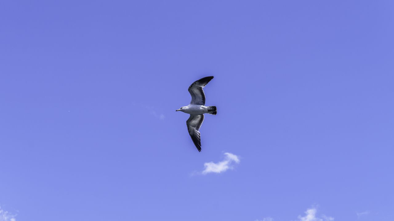 Wallpaper seagull, bird, flight, sky, blue