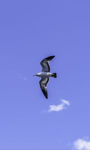 Preview wallpaper seagull, bird, flight, sky, blue