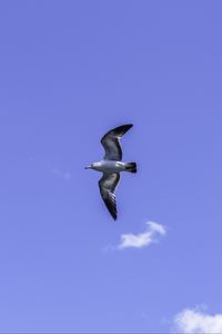 Preview wallpaper seagull, bird, flight, sky, blue