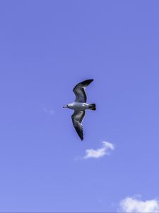 Preview wallpaper seagull, bird, flight, sky, blue