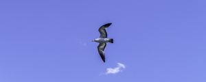 Preview wallpaper seagull, bird, flight, sky, blue