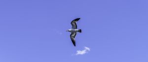 Preview wallpaper seagull, bird, flight, sky, blue