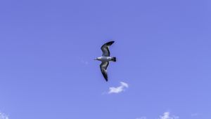 Preview wallpaper seagull, bird, flight, sky, blue