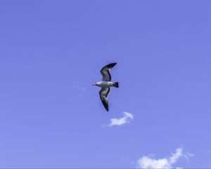 Preview wallpaper seagull, bird, flight, sky, blue