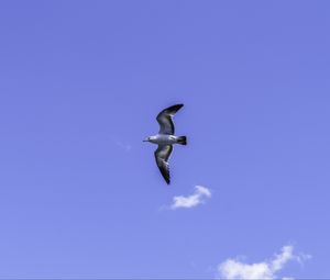 Preview wallpaper seagull, bird, flight, sky, blue