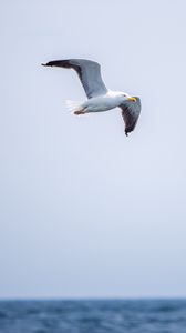 Preview wallpaper seagull, bird, flight, sky, water