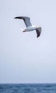 Preview wallpaper seagull, bird, flight, sky, water