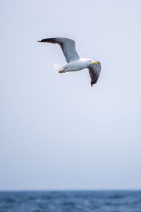 Preview wallpaper seagull, bird, flight, sky, water