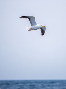 Preview wallpaper seagull, bird, flight, sky, water