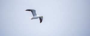 Preview wallpaper seagull, bird, flight, sky, water