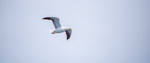 Preview wallpaper seagull, bird, flight, sky, water