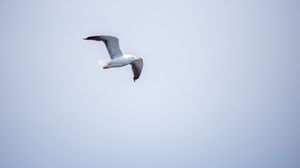 Preview wallpaper seagull, bird, flight, sky, water