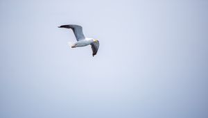 Preview wallpaper seagull, bird, flight, sky, water