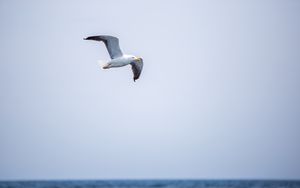 Preview wallpaper seagull, bird, flight, sky, water