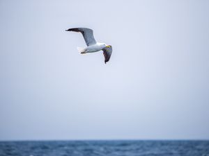 Preview wallpaper seagull, bird, flight, sky, water