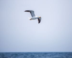 Preview wallpaper seagull, bird, flight, sky, water