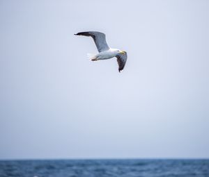 Preview wallpaper seagull, bird, flight, sky, water