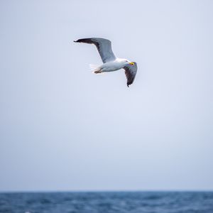 Preview wallpaper seagull, bird, flight, sky, water