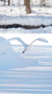 Preview wallpaper seagull, bird, flight, snow, winter, white