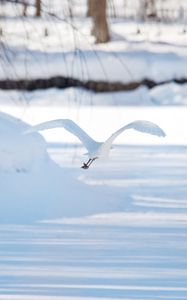 Preview wallpaper seagull, bird, flight, snow, winter, white