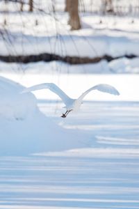 Preview wallpaper seagull, bird, flight, snow, winter, white