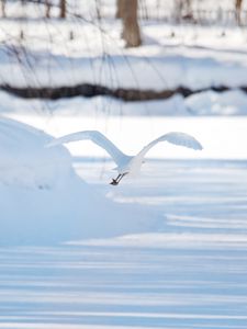 Preview wallpaper seagull, bird, flight, snow, winter, white