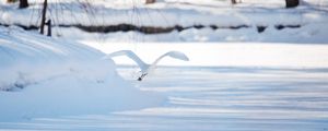 Preview wallpaper seagull, bird, flight, snow, winter, white