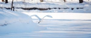 Preview wallpaper seagull, bird, flight, snow, winter, white