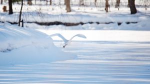 Preview wallpaper seagull, bird, flight, snow, winter, white