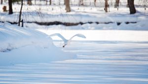 Preview wallpaper seagull, bird, flight, snow, winter, white