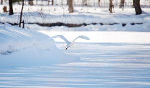 Preview wallpaper seagull, bird, flight, snow, winter, white