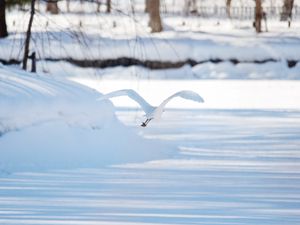 Preview wallpaper seagull, bird, flight, snow, winter, white