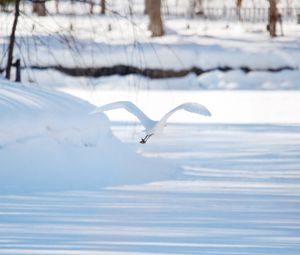 Preview wallpaper seagull, bird, flight, snow, winter, white