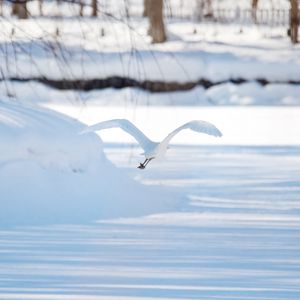 Preview wallpaper seagull, bird, flight, snow, winter, white