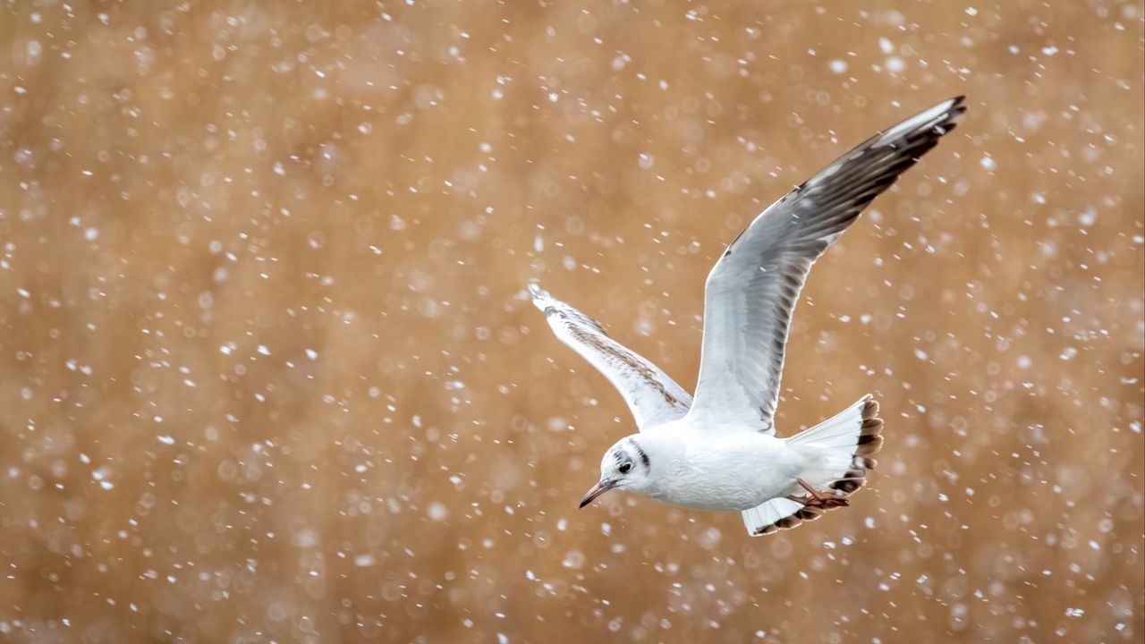 Wallpaper seagull, bird, flight, snow