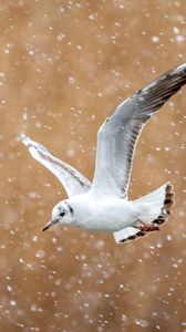 Preview wallpaper seagull, bird, flight, snow